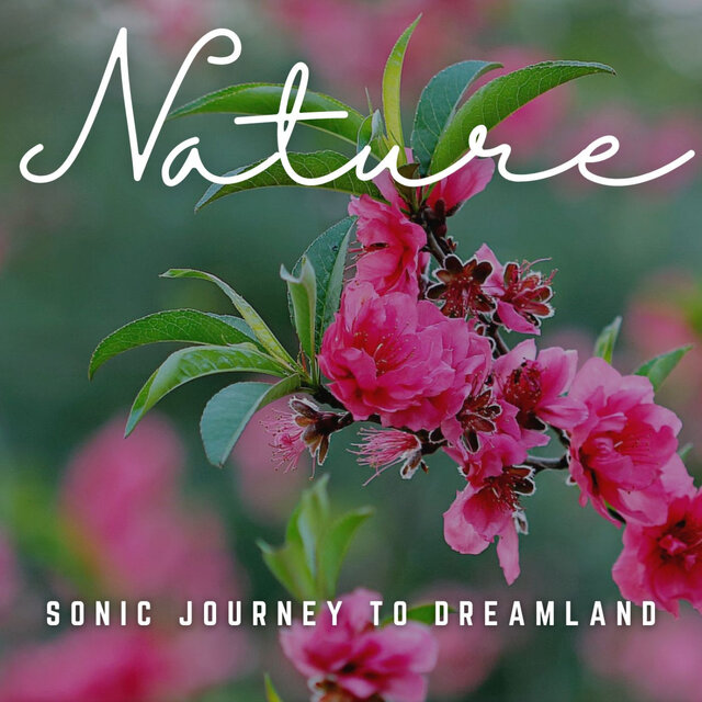 Nocturnal Harmony: Sonic Journeys for Deep Sleep