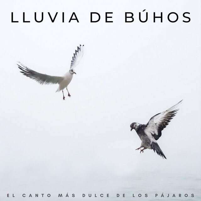 Lluvia De Búhos: El Canto Más Dulce De Los Pájaros