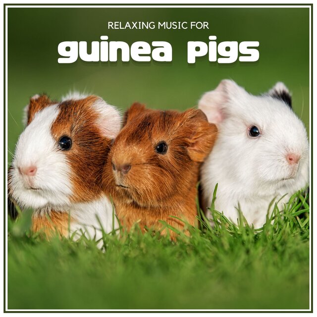Relaxing Music for Guinea Pigs