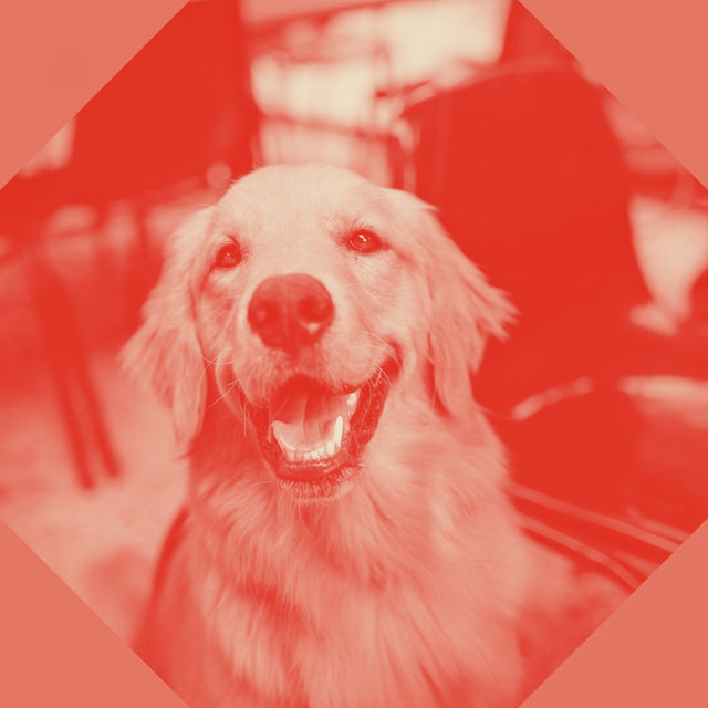 Mind-blowing Bossa Saxophone - Background for Calming Dogs