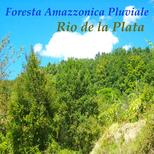 Foresta Amazzonica Pluviale