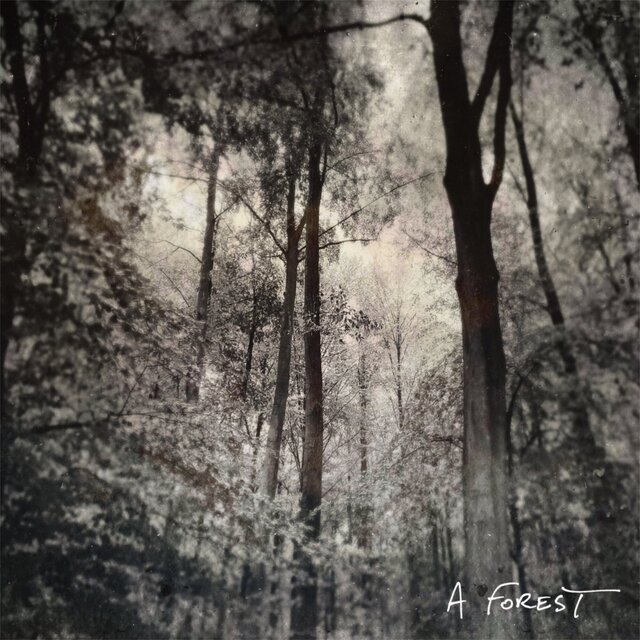 A Forest