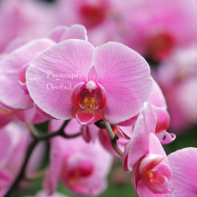 Orchid