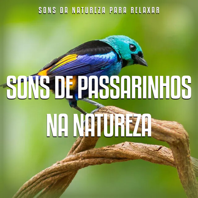 Sons de Passarinhos na Natureza