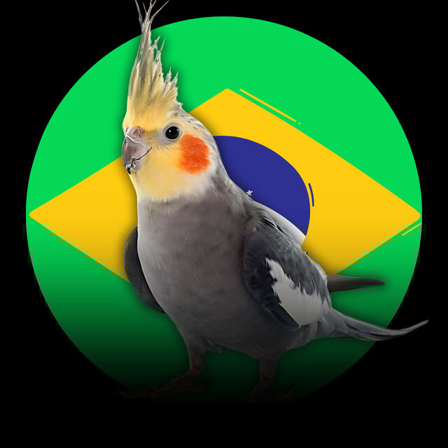 Calopsita - Hino do Brasil (Treinamento)
