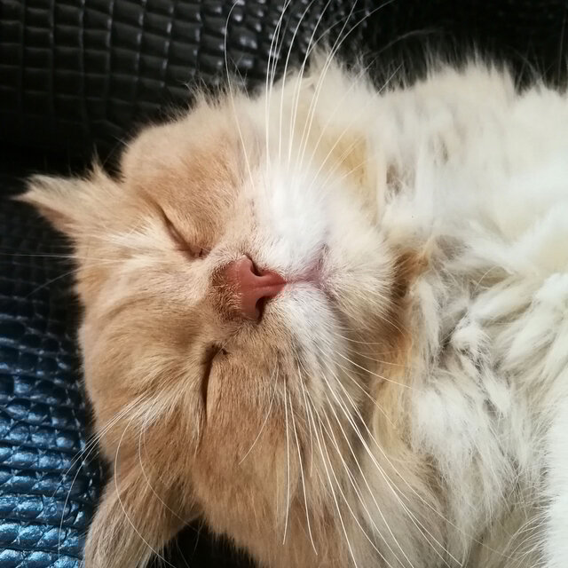 Purring Vibes: Cat's Lofi Siesta Rhythms