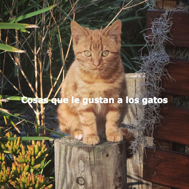 Cosas que le gustan a los gatos