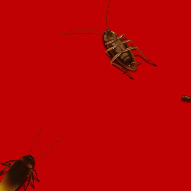 cockroach