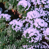 Purple Snow
