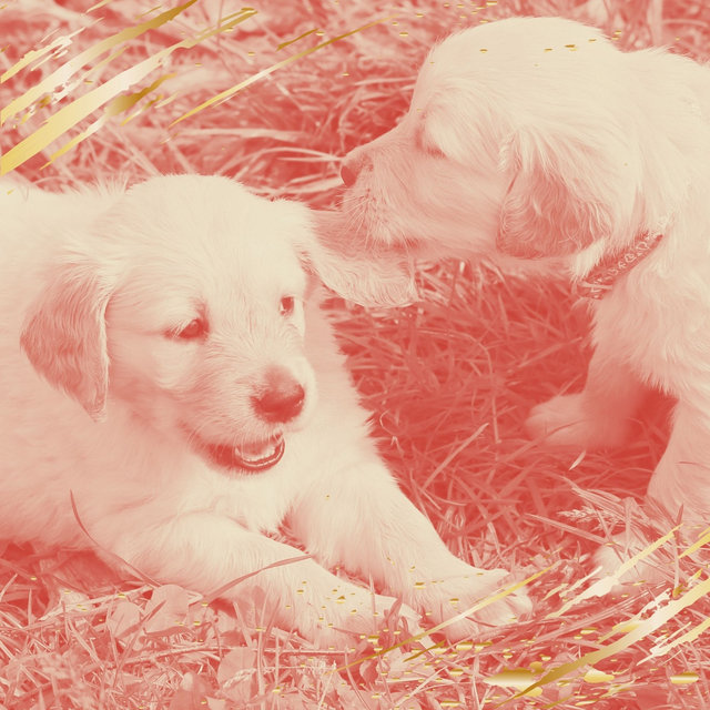 Music for Sleepy Pups (Bossa Nova Vibraphone)