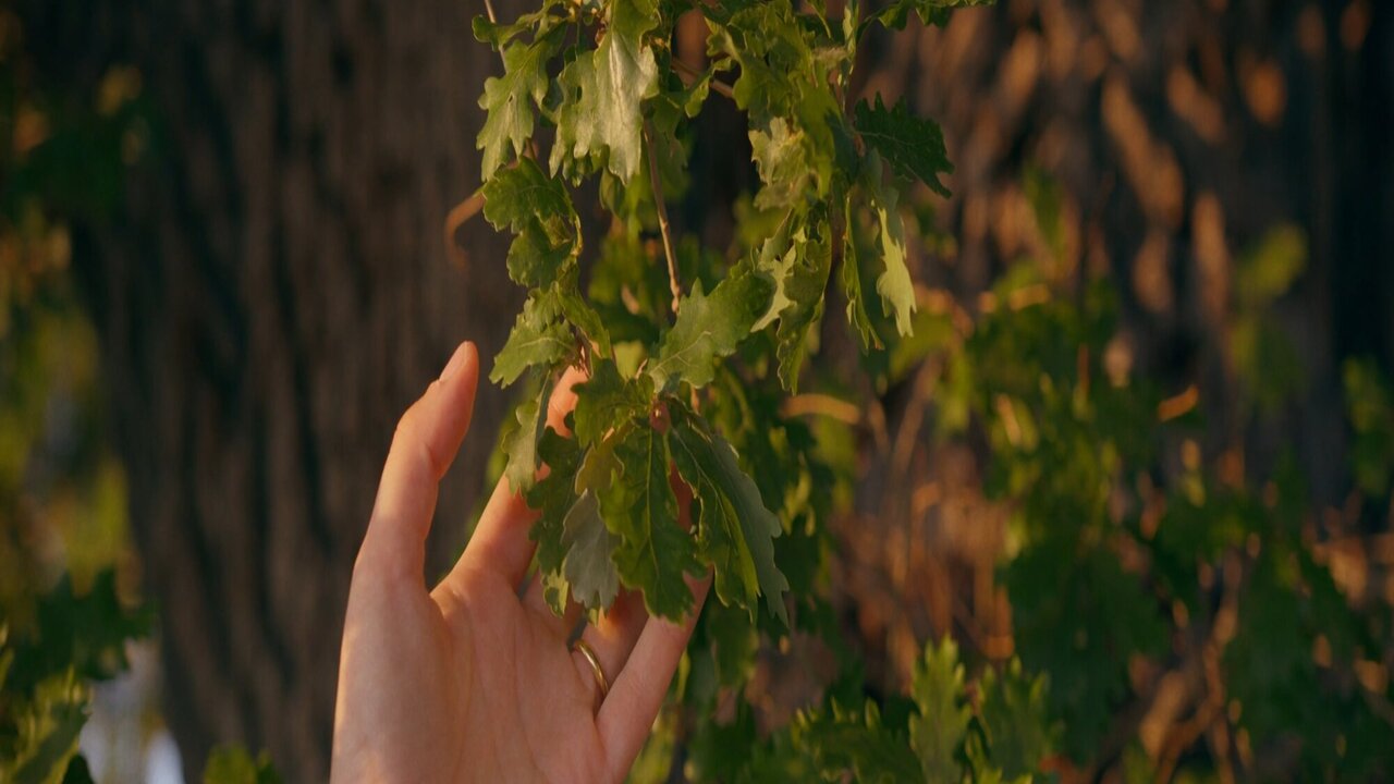 Acorn