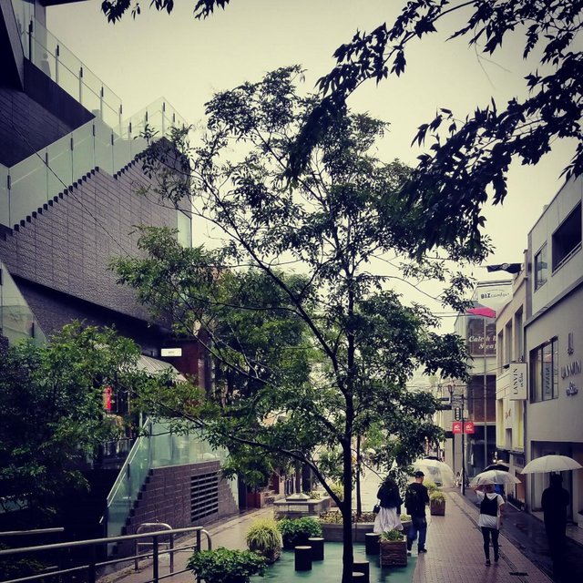 原宿雨