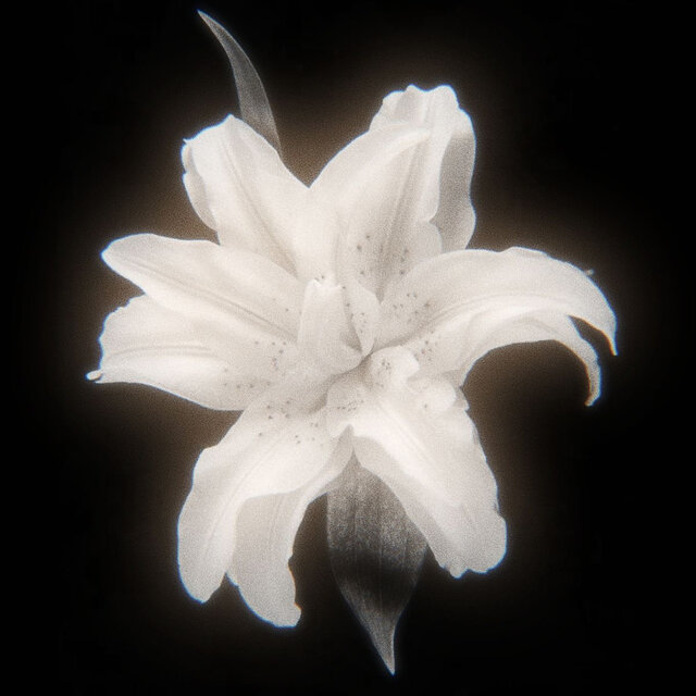 𝓶𝓲𝓪 on TIDAL