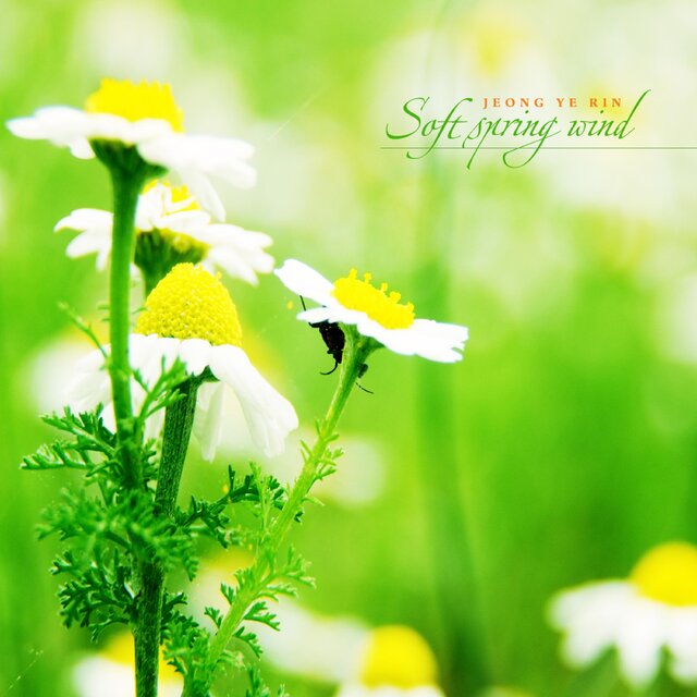 Soft Spring Wind