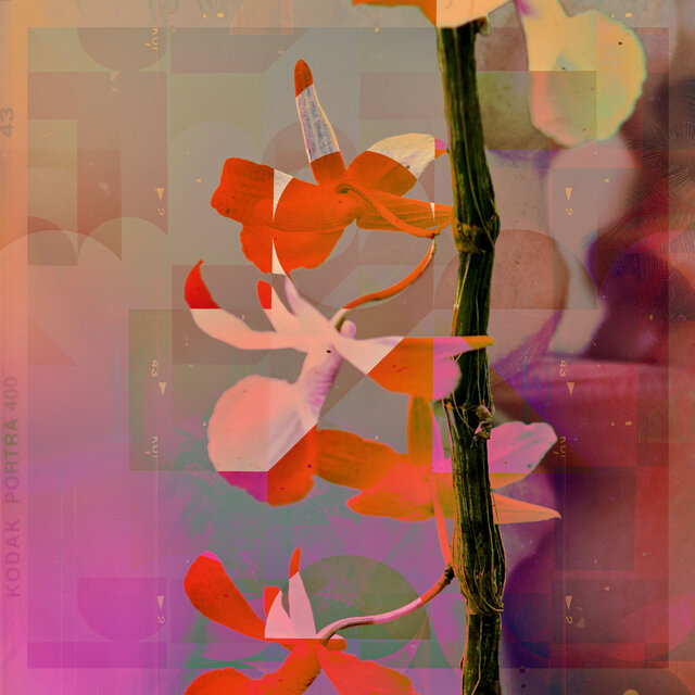 Wild Orchids