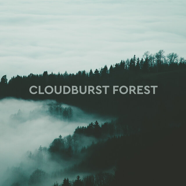 Forest Ambiance