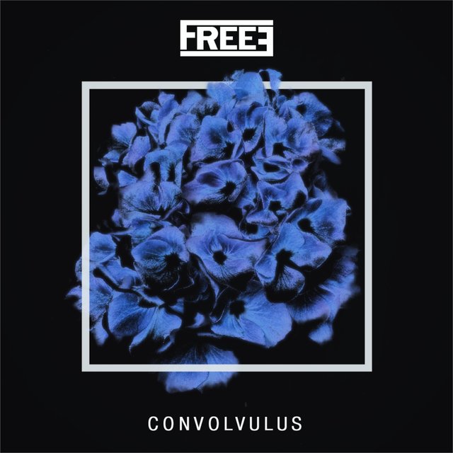 Convolvulus