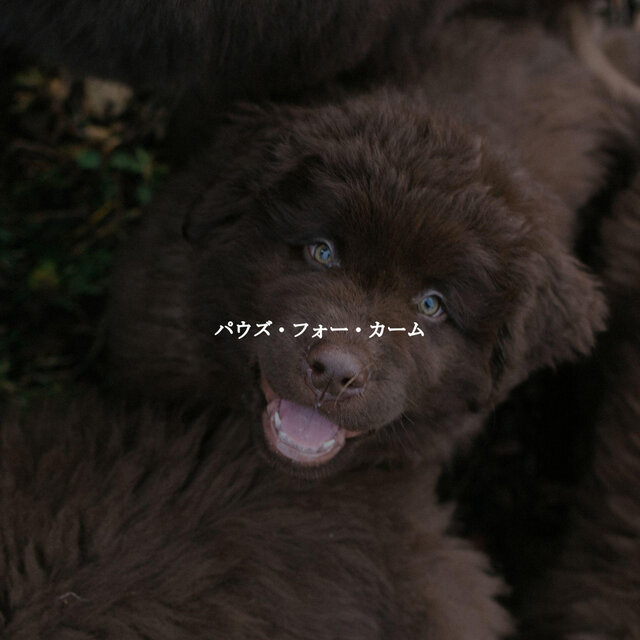 パウズ・フォー・カーム