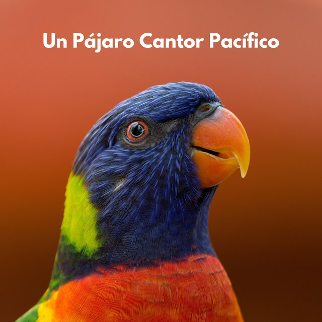 Un Pájaro Cantor Pacífico