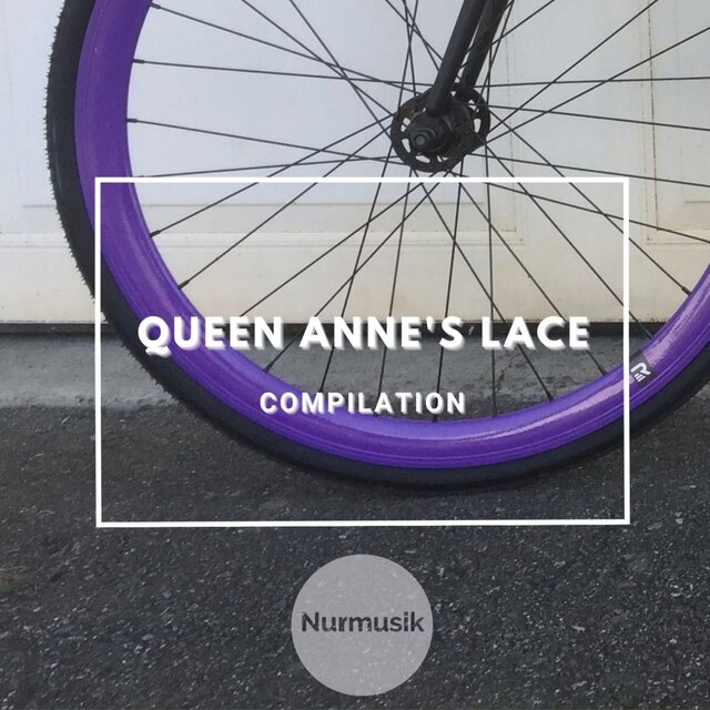Queen Anne's Lace
