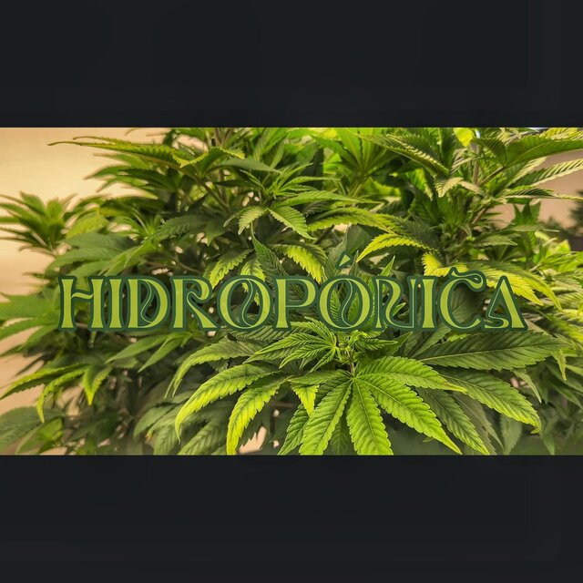 Hidropónica