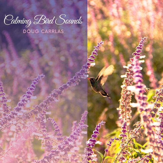Calming Bird Sounds