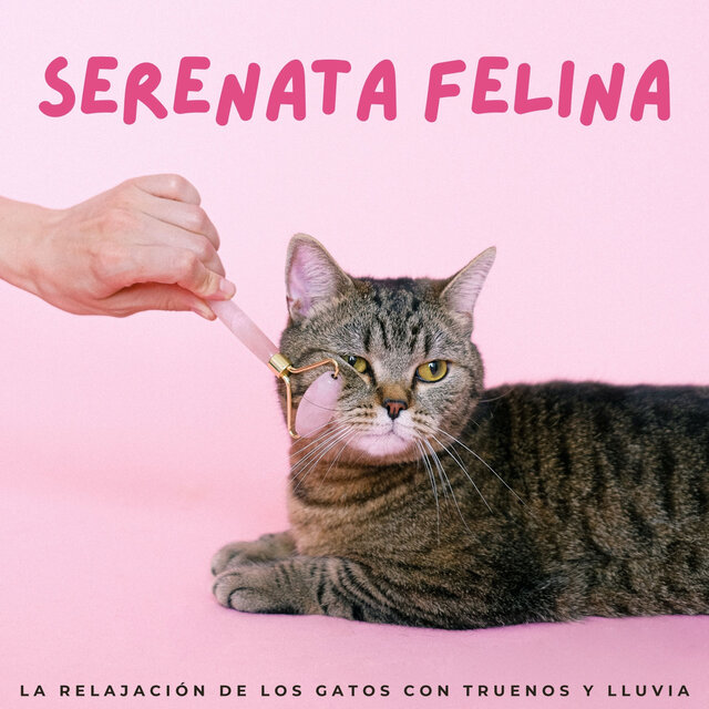 Serenata Felina: La Relajación De Los Gatos Con Truenos Y Lluvia