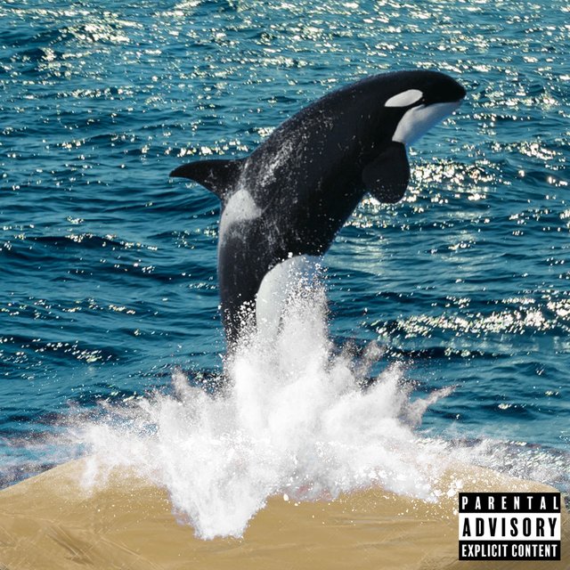 KiloWhale