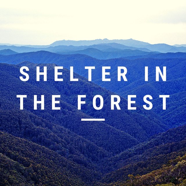 Shelter in the Forest