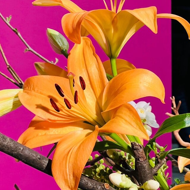 kinston lilies