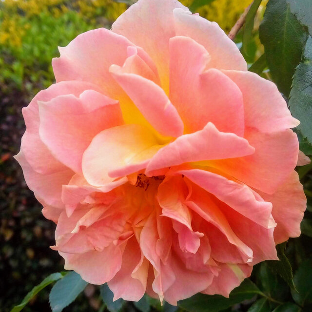 Nectar