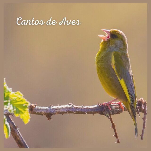 Cantos de Aves