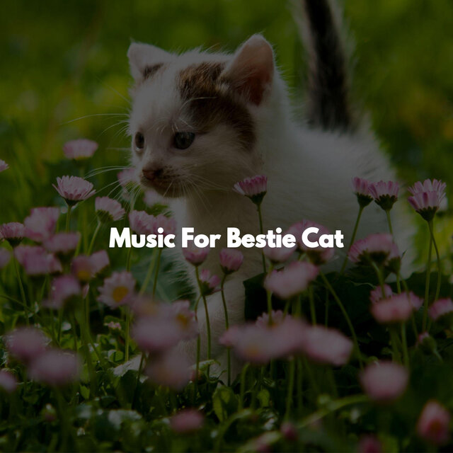 Music For Bestie Cat