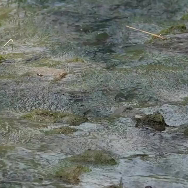 River of Tranquility: Melodies for Midnight Sleep