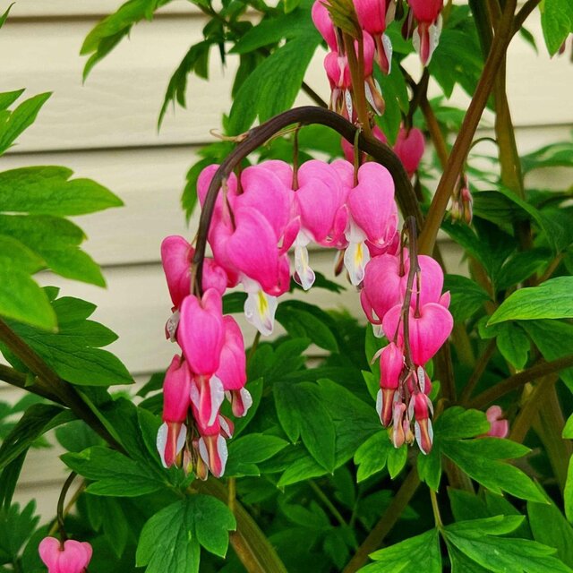 bleeding heart