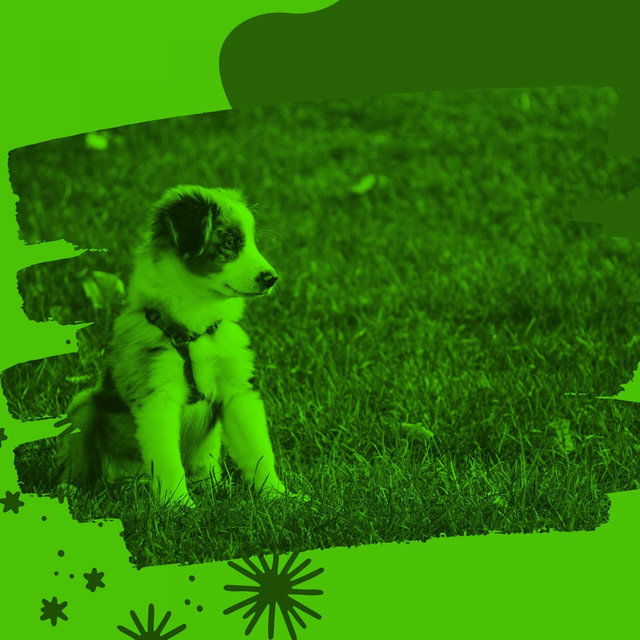 Magnificent Harp Music - Bgm for Dog Training