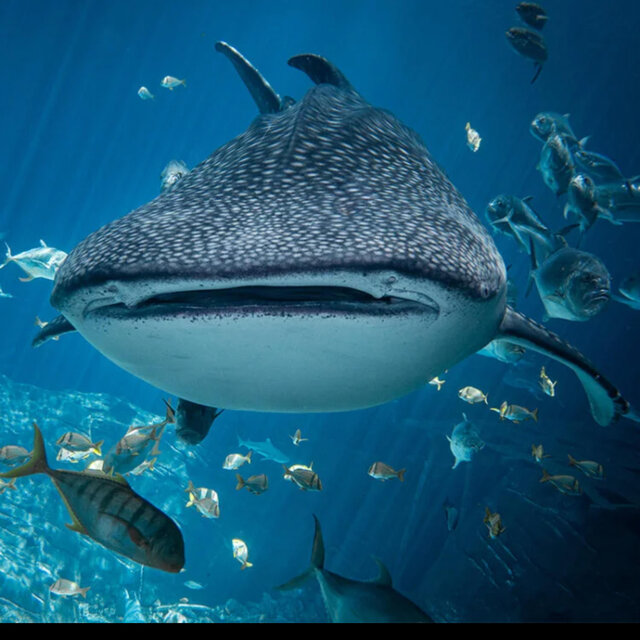 Sharks