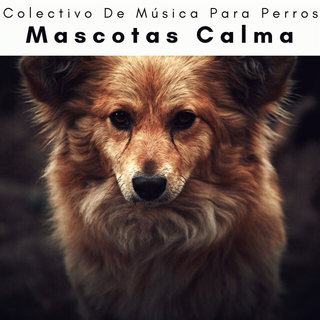 1 Perro: Mascotas Calma