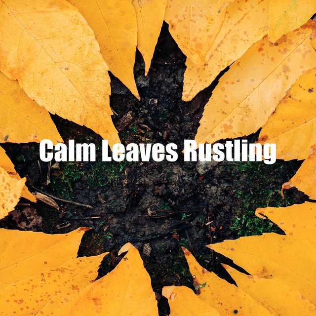 Calm Leaves Rustling