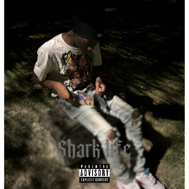 Shark Life