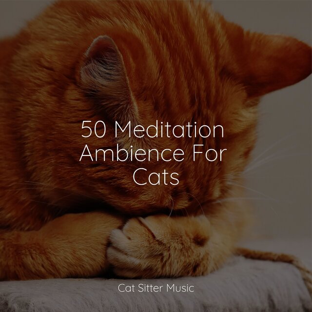 50 Meditation Ambience For Cats