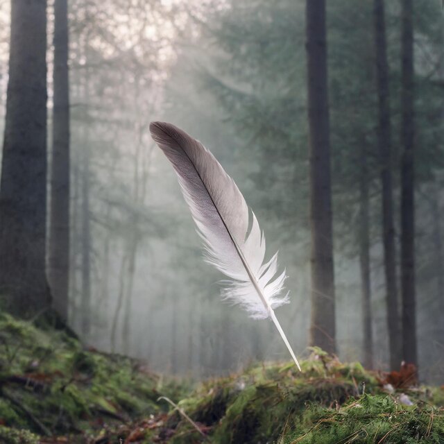 Wind Feather