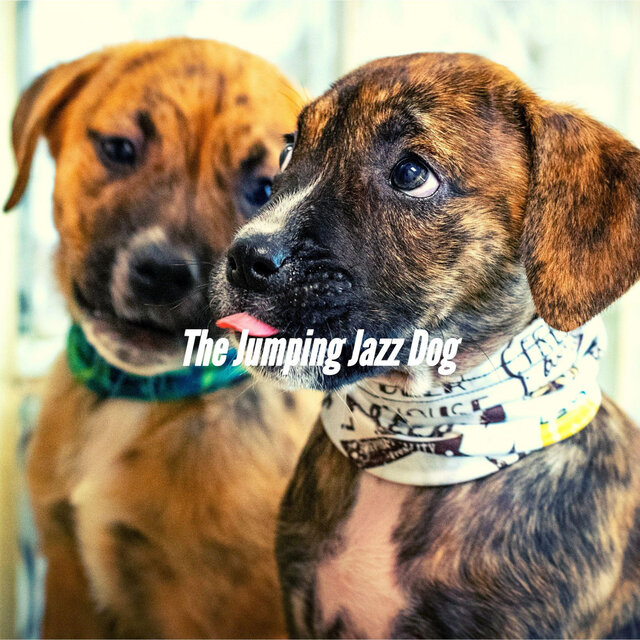 The Jumping Jazz Dog