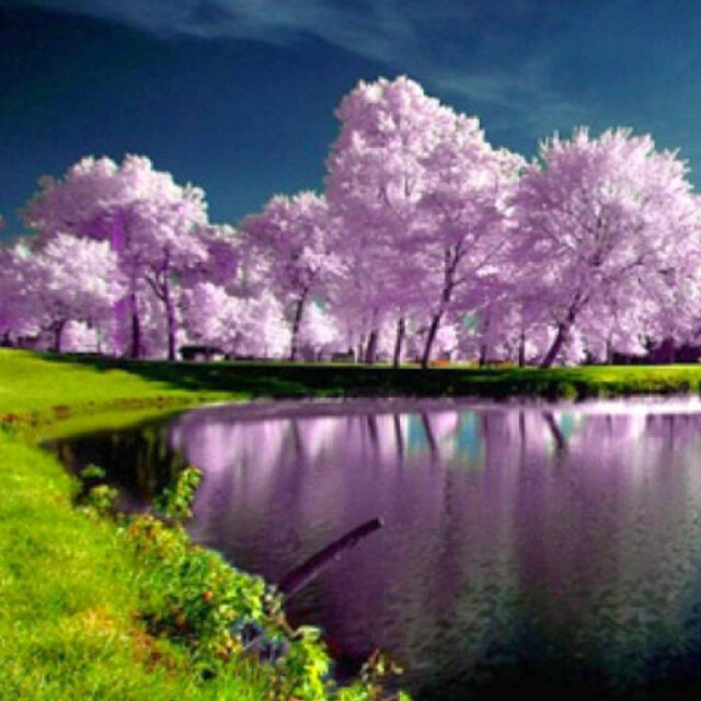 Falling of blossom 2023