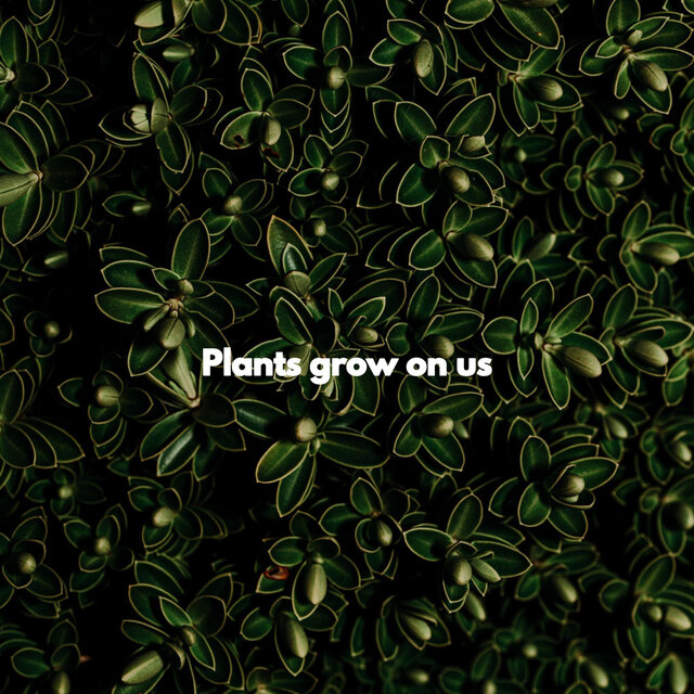 Plants grow on us