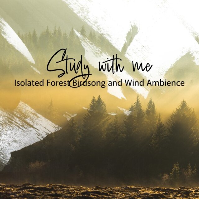 Study with Me: Isolated Forest Birdsong and Wind Ambience