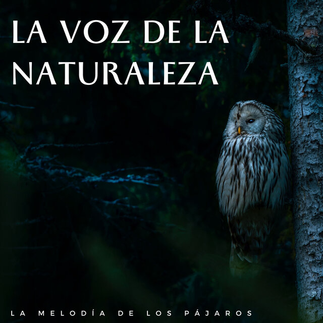 La Voz De La Naturaleza: La Melodía De Los Pájaros