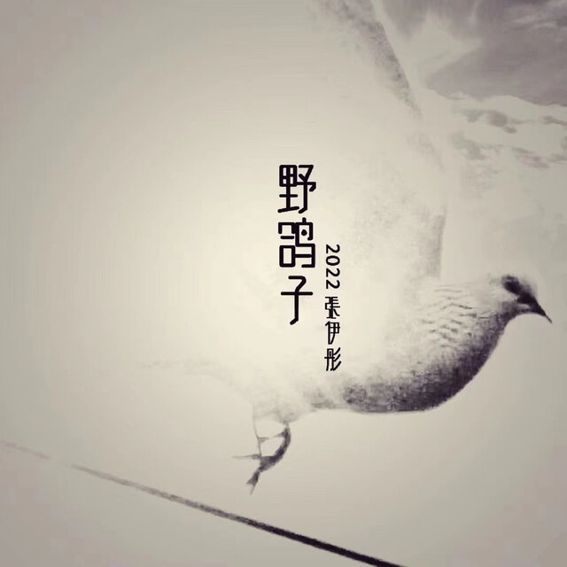 野鴿子