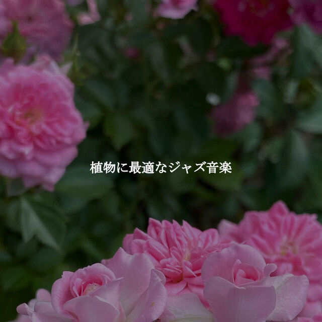 植物に最適なジャズ音楽