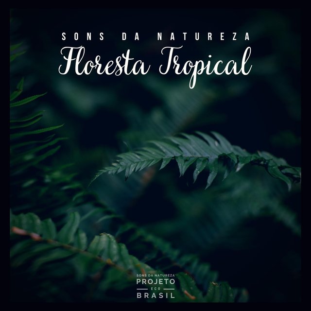 Sons da Natureza: Floresta Tropical